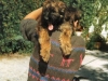 hp-arlette-chiot-briard