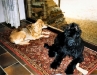 hp-fanny-tinou