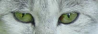 katze1-peter jennrich